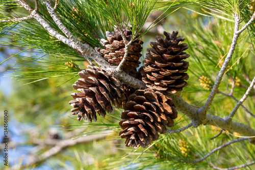 Obraz na płótnie Coniferous pine cone on a pine tree branch w salonie