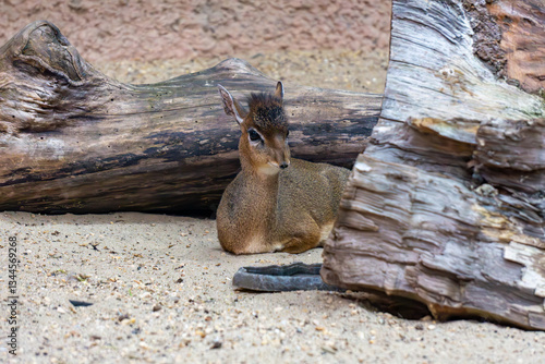 Dik-dik (Madoqua) – genus of hoofed mammals from the antelope subfamily (Antilopinae) in the bovid family (Bovidae). a small cute animal at rest. photo