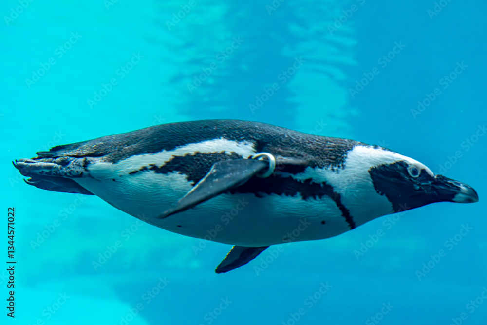 Fototapeta premium penguins swimming underwater. wild aquatic animals competing in swimming.