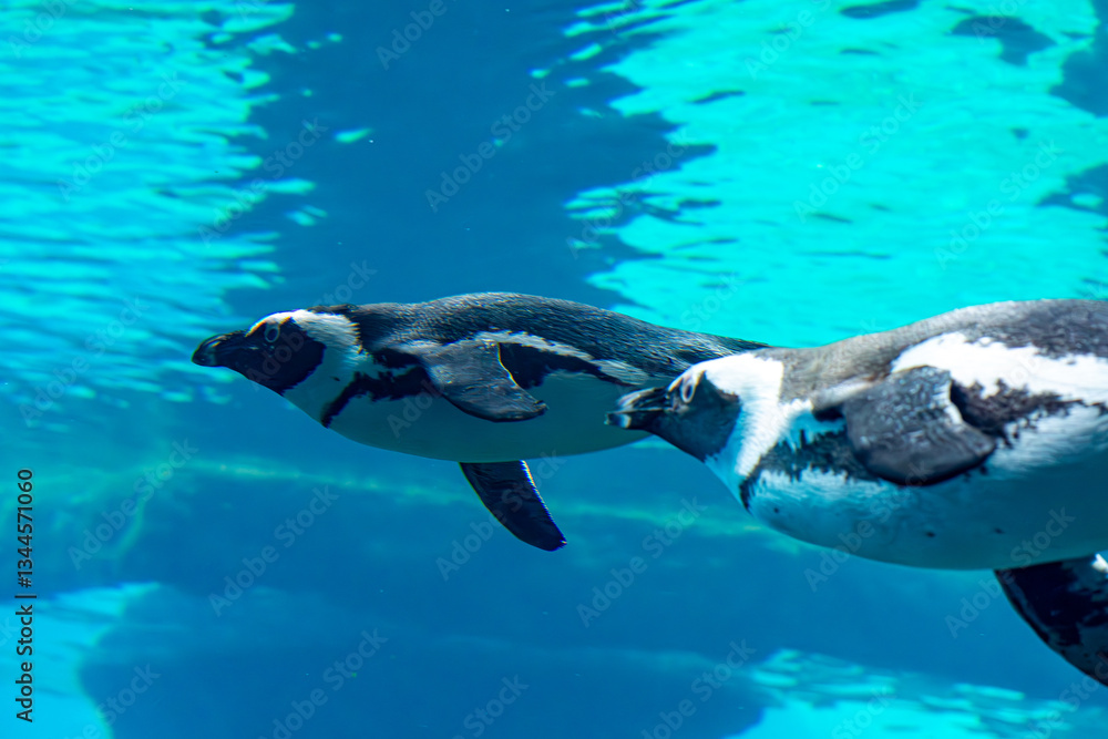 Fototapeta premium penguins swimming underwater. wild aquatic animals competing in swimming.