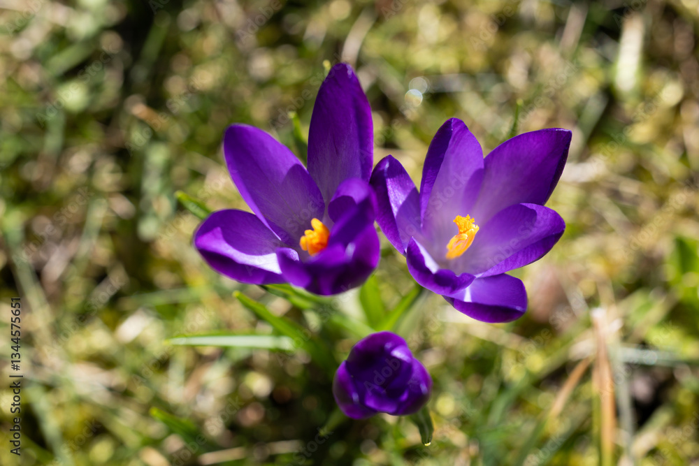 Crocuses from my garden - Poland. Crocuses from my garden - Poland.