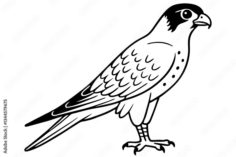 Fototapeta premium falcon line art silhouette vector illustration