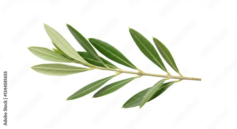 Fresh Olive Branch Sprig - Close-up of a vibrant green olive branch with several leaves, isolated on a white background Fresh Olive Branch Sprig - Close-up of a vibrant green olive branch with several leaves, isolated on a white background
