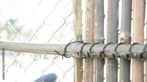 Worker install bamboo wall panels tied together with aluminum wire to cover a chain link fence.