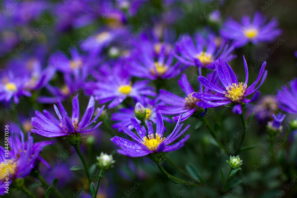 Aster amellus flowers - aster with dark purple blossoms - soft focus