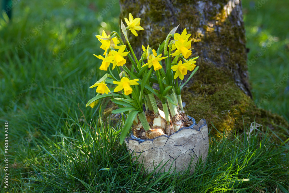 The daffodil, yellow narcissus flowers in a clay pot, springtime in the garden