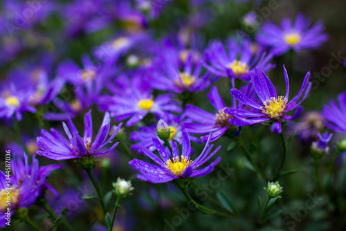 Obraz na płótnie Aster amellus flowers - aster with dark purple blossoms - soft focus w salonie