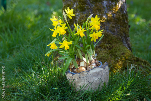 Obraz na płótnie The daffodil, yellow narcissus flowers in a clay pot, springtime in the garden w salonie
