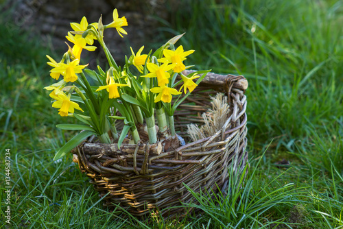 Obraz na płótnie The daffodil, yellow narcissus flowers in a basket, springtime in the garden w salonie