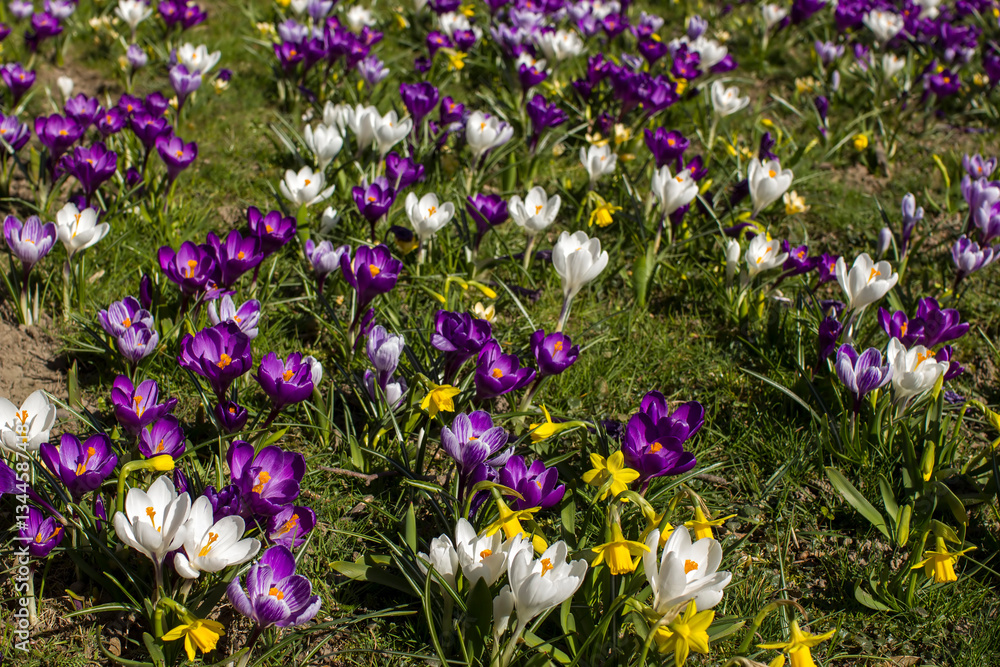 spring flowers in the garden - crocus and narcissus