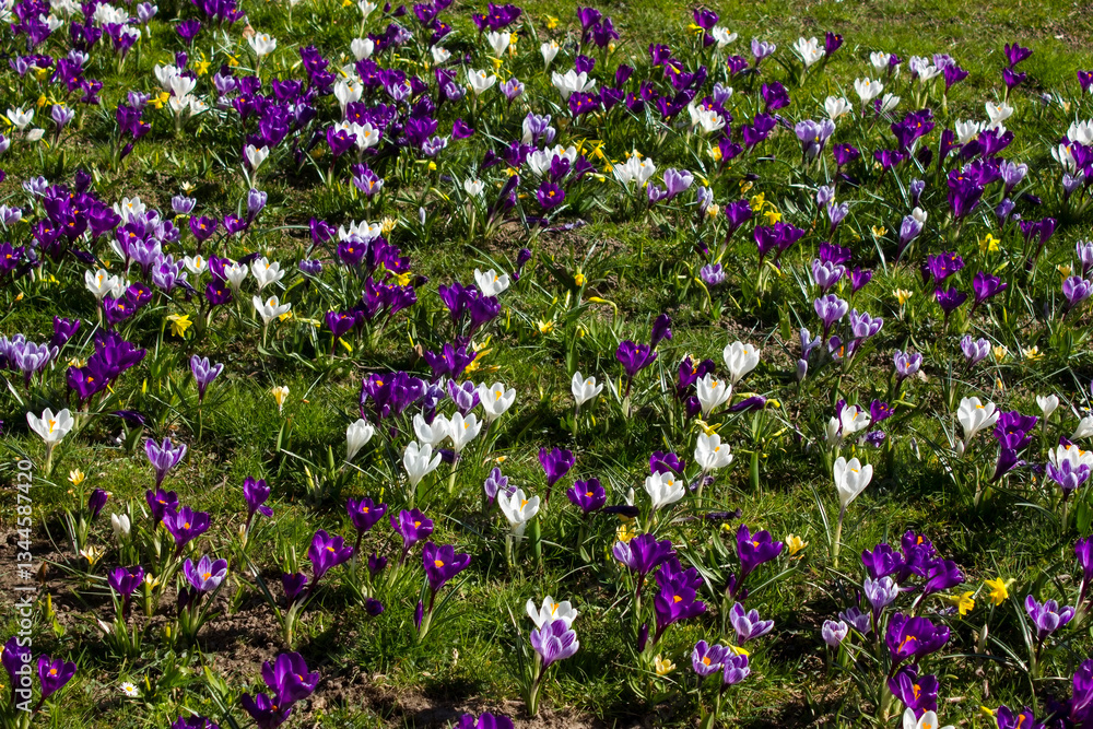 spring flowers in the garden - crocus and narcissus