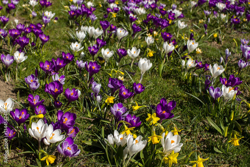 Obraz na płótnie spring flowers in the garden - crocus and narcissus w salonie