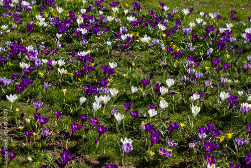 Obraz na płótnie spring flowers in the garden - crocus and narcissus w salonie