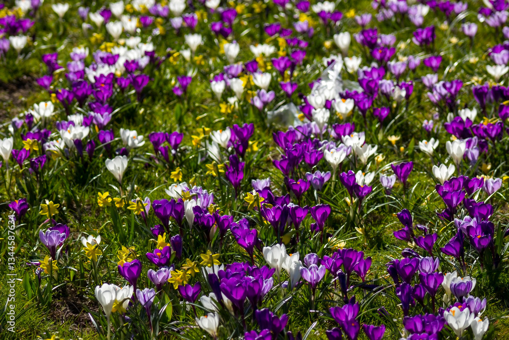 spring flowers in the garden - crocus and narcissus spring flowers in the garden - crocus and narcissus
