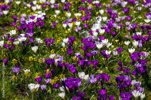 Obraz na płótnie spring flowers in the garden - crocus and narcissus w salonie