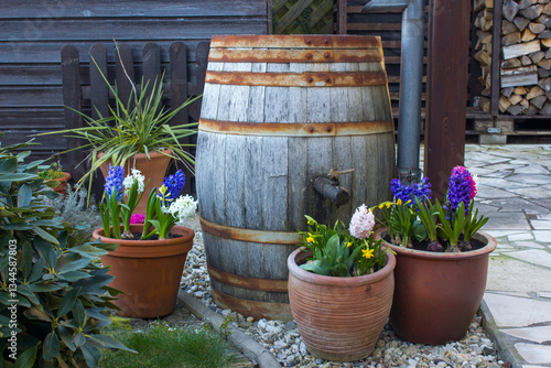 Obraz na płótnie blooming spring flowers - narcissus and hyacinth flowers in clay pots w salonie