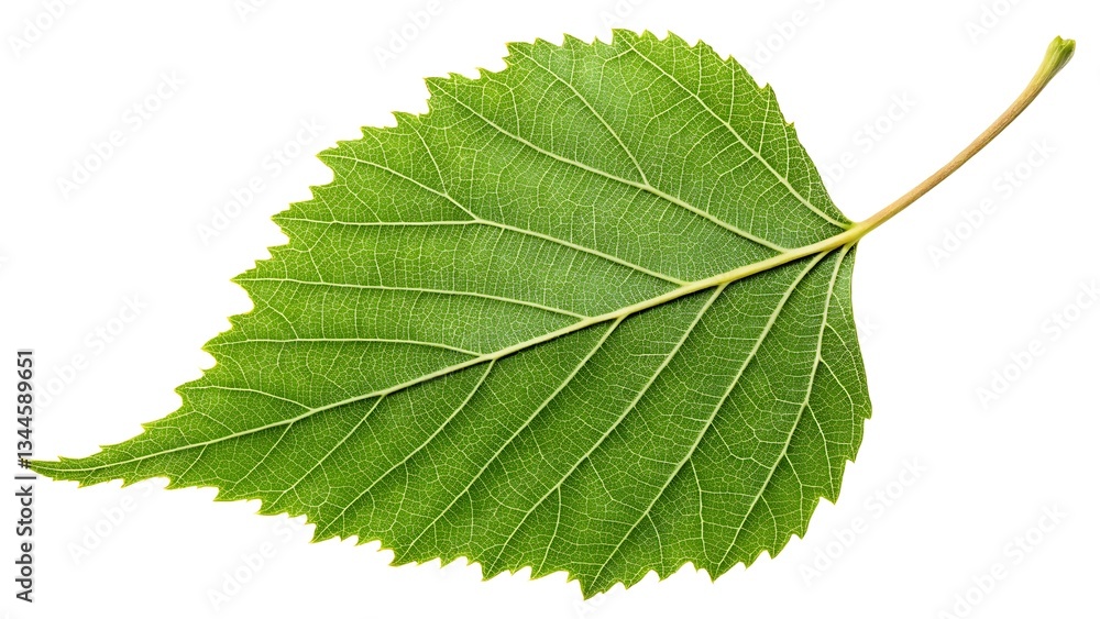Obraz premium Fresh Green Leaf Isolated on White Background Perfect for Nature Themes and Eco-Friendly Designs