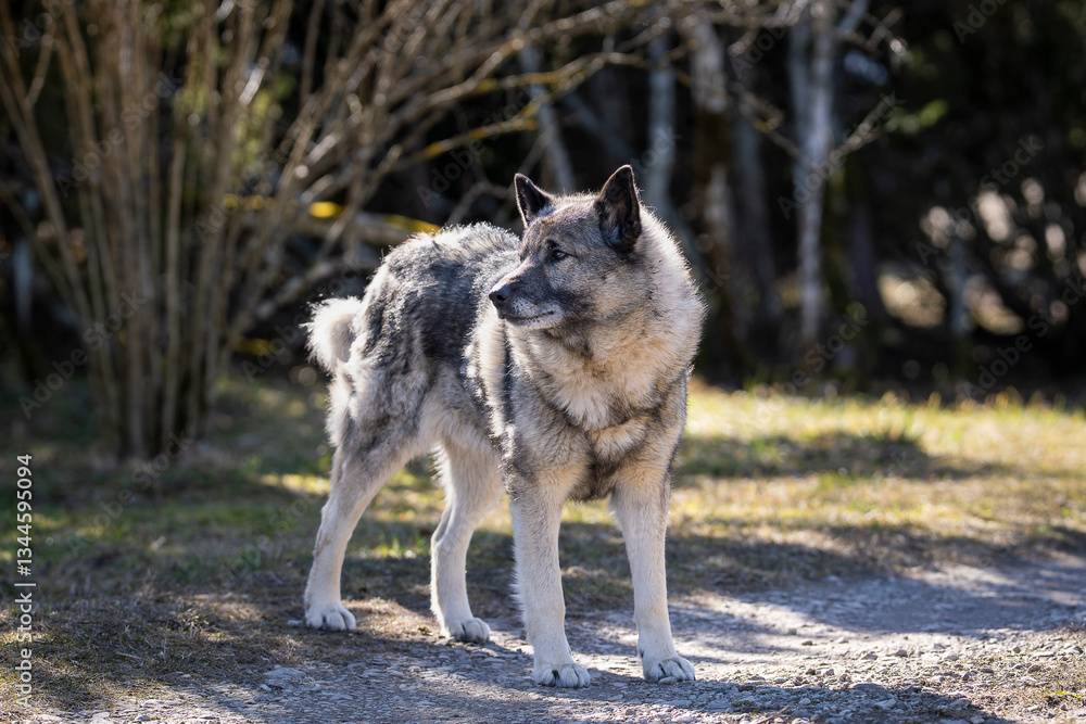 Naklejka premium The Norwegian Elkhound has served as a hunter, guardian, herder, and defender. Norwegian elkhound guarding territorium in spring day. 