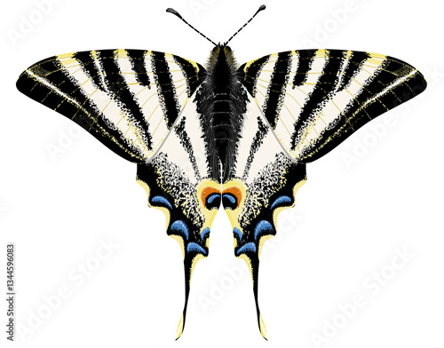 Iphiclides podalirius butterfly with open wings, top view, isolated and in realistic style
