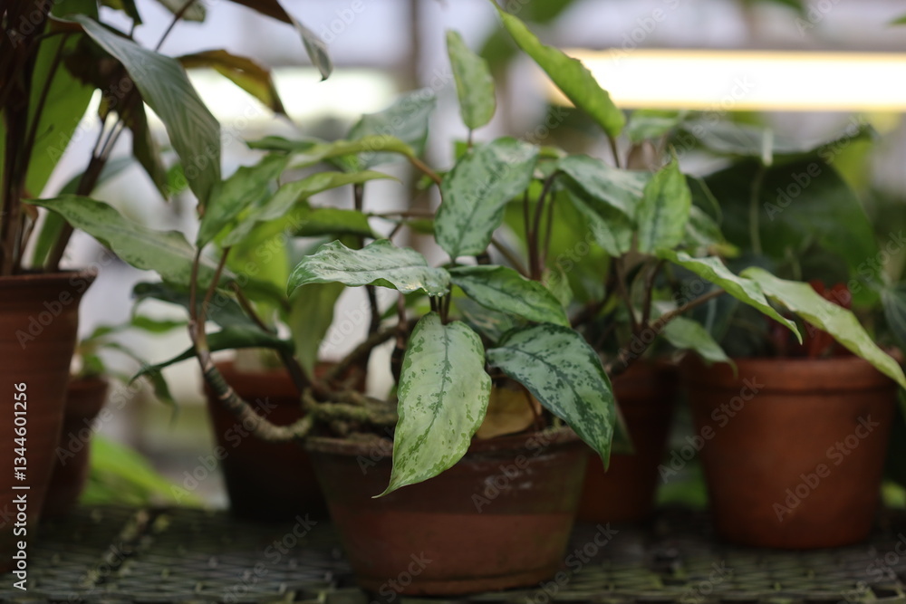 Fototapeta premium Group of potted plants sitting on a table.