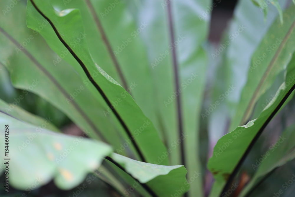 Obraz premium A green leaf plant, a close up view showing its details.