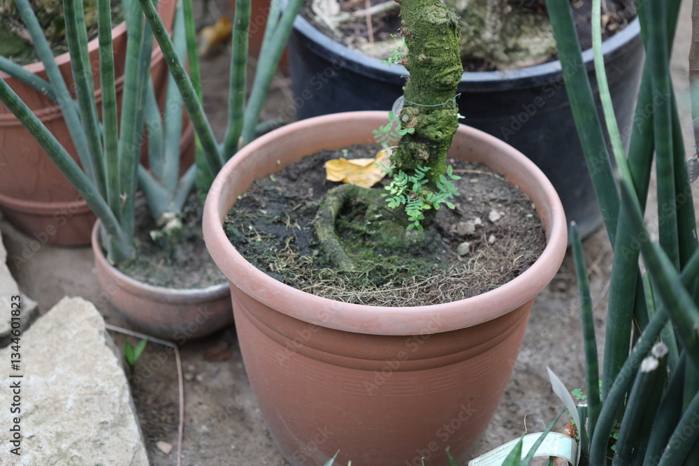 A potted plant with a tree growing out of its pot, symbolizing growth and coexistence. A potted plant with a tree growing out of its pot, symbolizing growth and coexistence.