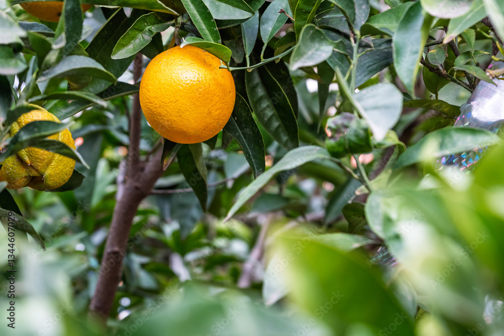 Ripe Oranges on Tree with Green Leaves Ripe Oranges on Tree with Green Leaves