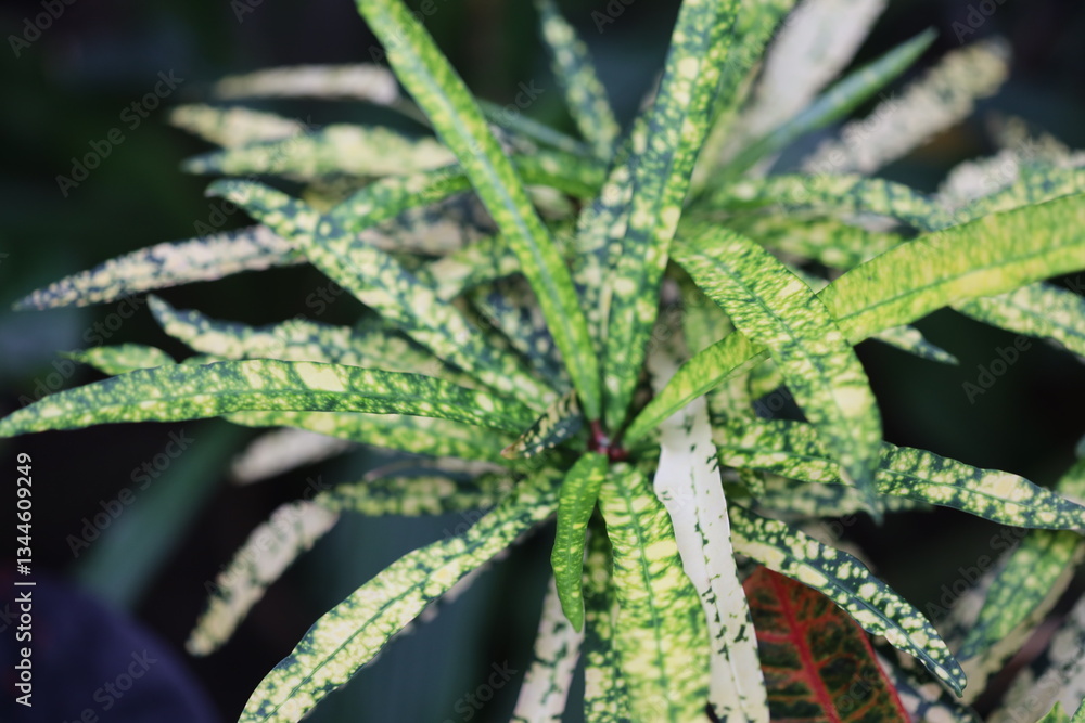 Fototapeta premium A close-up shot of a plant with white and green leaves, suitable for medical or botanical illustrations.