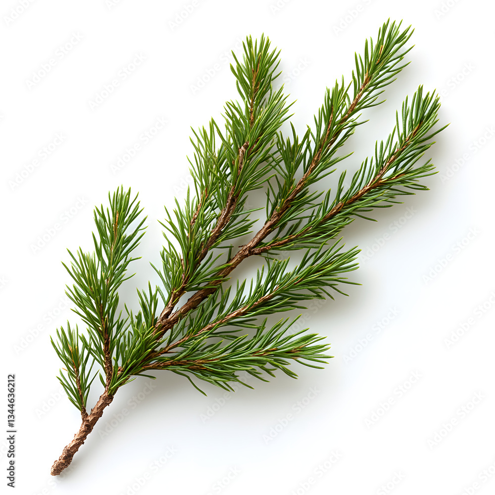 Evergreen Pine Branch with Lush Needles: Isolated Botanical Background for Nature & Holidays Keywords: pine, branch, green, needle, evergreen, nature, isolated, botanical, Christmas, holiday Evergreen Pine Branch with Lush Needles: Isolated Botanical Background for Nature & Holidays Keywords: pine, branch, green, needle, evergreen, nature, isolated, botanical, Christmas, holiday