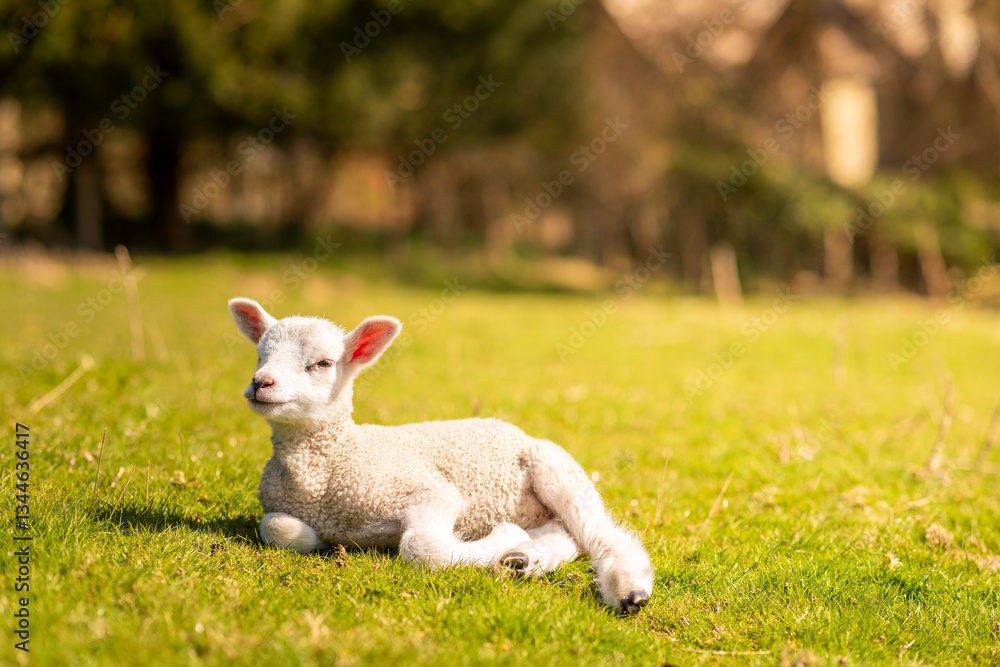 little lamb on the meadow little lamb on the meadow