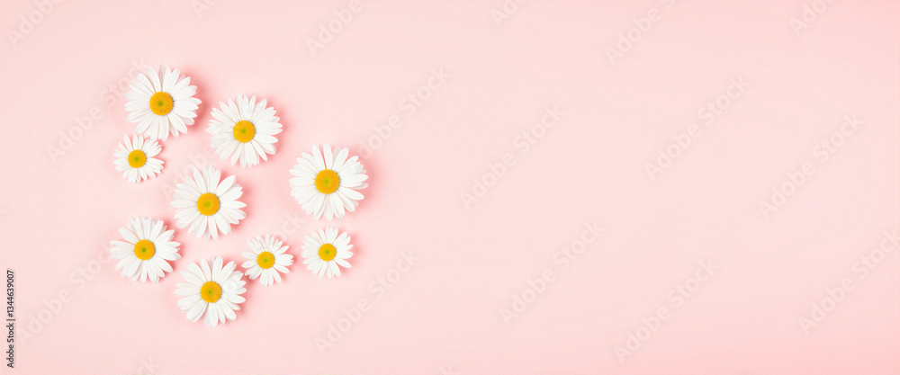Fototapeta premium Delicate white daisy flowers arranged on pale pink background, minimalism