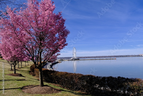 Cherry trees bloom along the Potomac river. A Ferris wheel is seen in the far background.