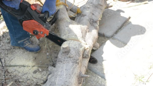 Man uses a chainsaw to cut the tree. Man cutting logs of wood 