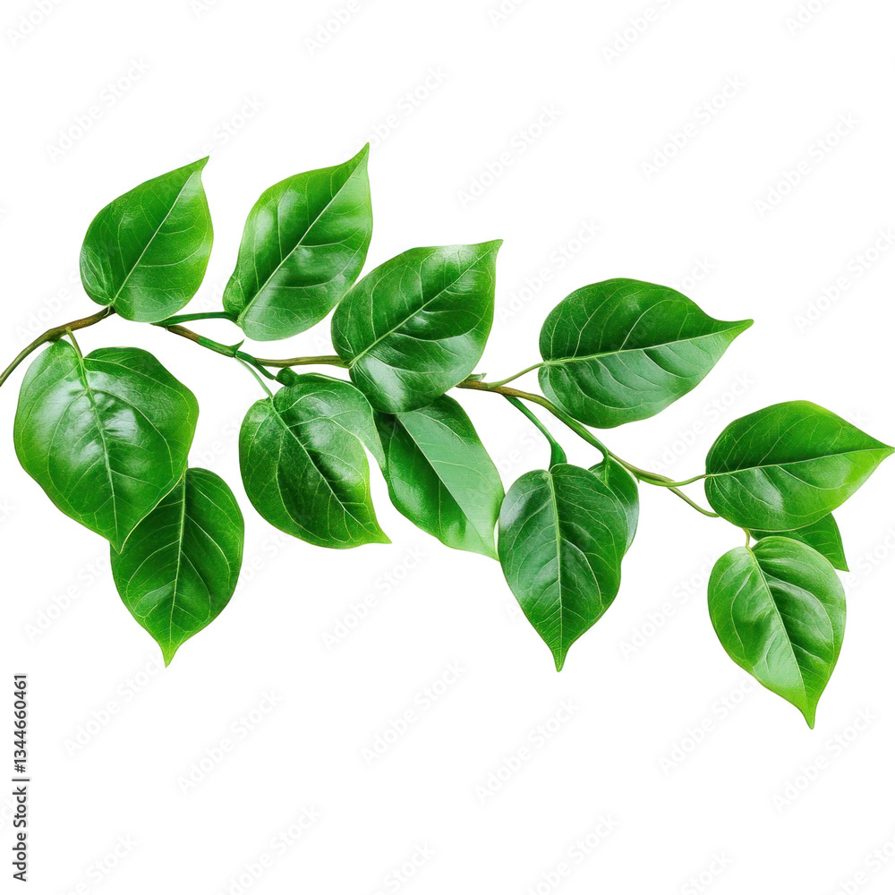 green leaves on white background green leaves on white background