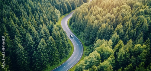 Scenic Winding Road Through Lush Evergreen Forest in Early Morning Light