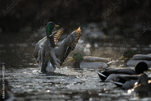 Obraz na plátně Sunlight on the tips of the wings of drake mallard.