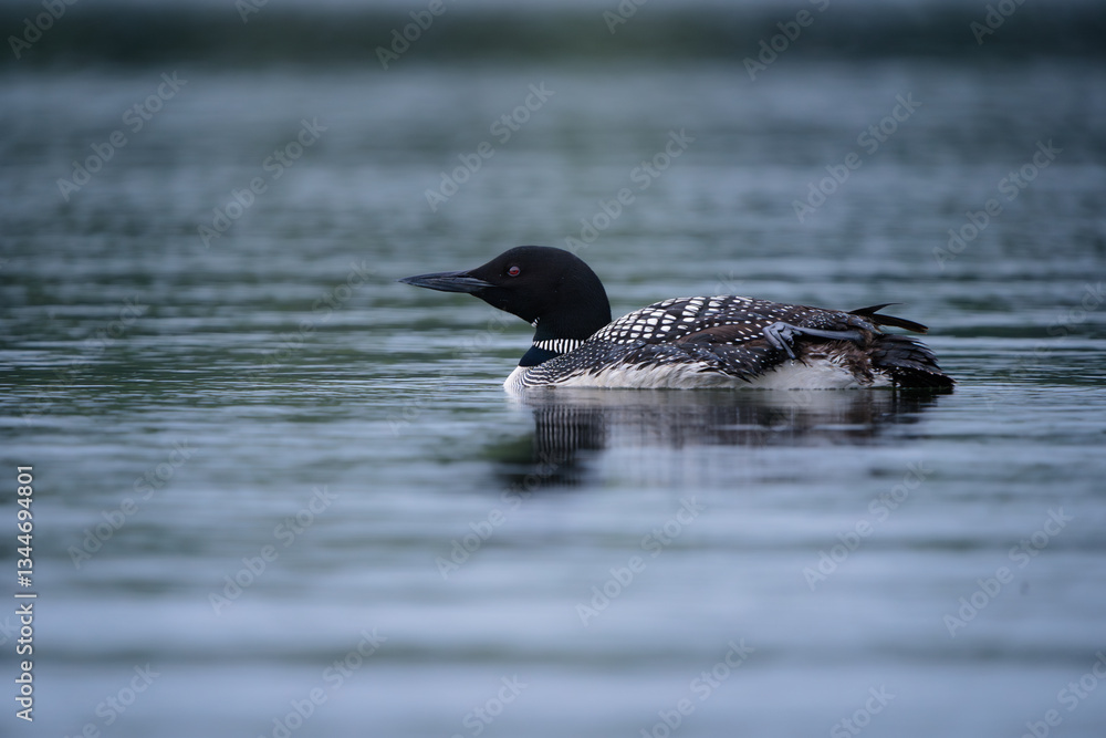 Fototapeta premium A loon swimming on a lake at dusk.