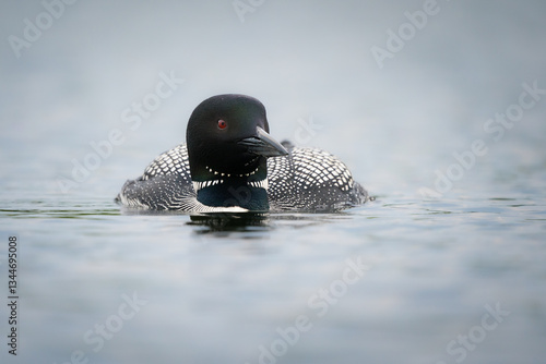 A loon drifts along a calm lake.