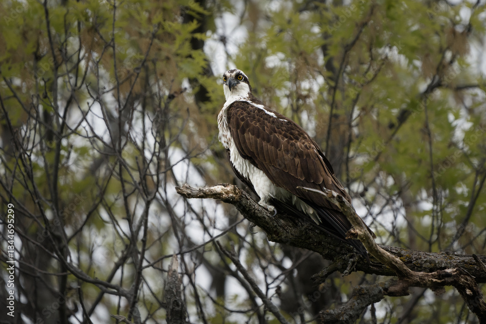 An osprey perches on a branch overlooking a lake. An osprey perches on a branch overlooking a lake.