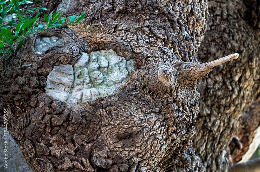 Close-Up of Tree Bark Texture: Natural Patterns and Details Close-Up of Tree Bark Texture: Natural Patterns and Details