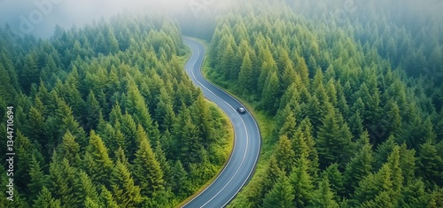 Scenic Winding Road Through Lush Evergreen Forest in Early Morning Light