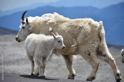 mountain goat and kids with mountains in distance