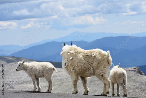 mountain goat and kids with mountains in distance