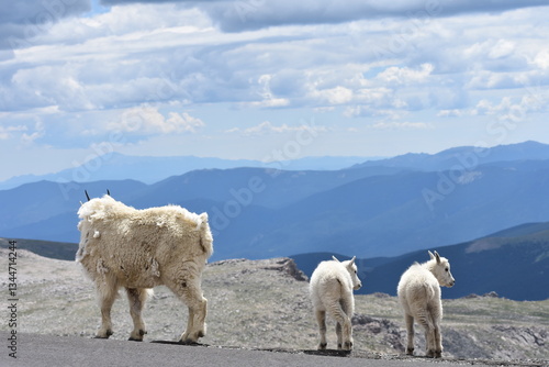 mountain goat and kids with mountains in distance