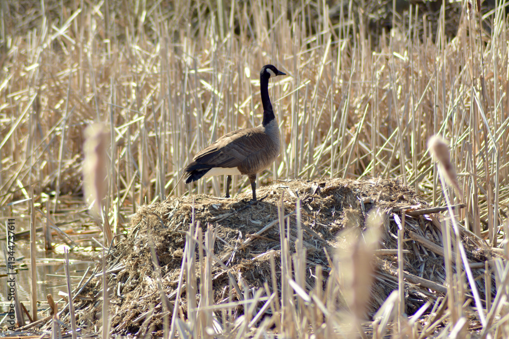 Fototapeta premium Canada goose standing on a nest.