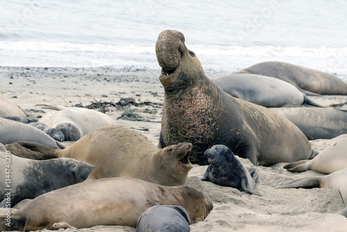 Photography California Elephant Seals laying on beach in Ano Nuevo State Park during mating season
