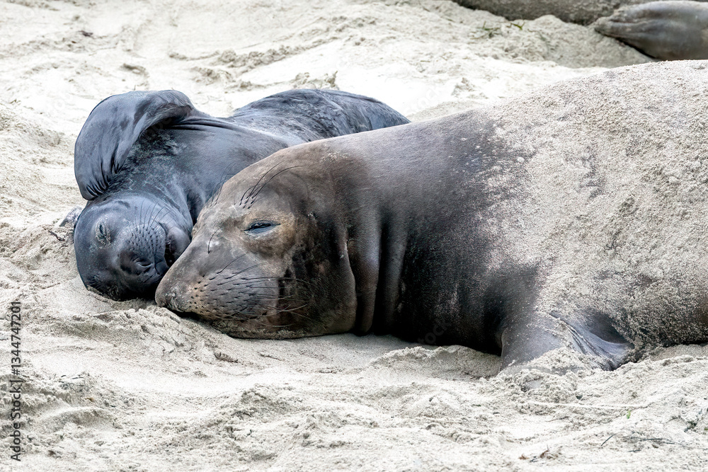 Fototapeta premium California Elephant Seals laying on beach in Ano Nuevo State Park during mating season. New born elephant seals are in abundance this time of year.