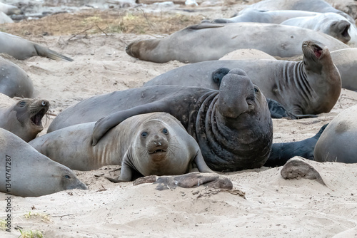 California Elephant Seals laying on beach in Ano Nuevo State Park during mating season. New born elephant seals are in abundance this time of year.
