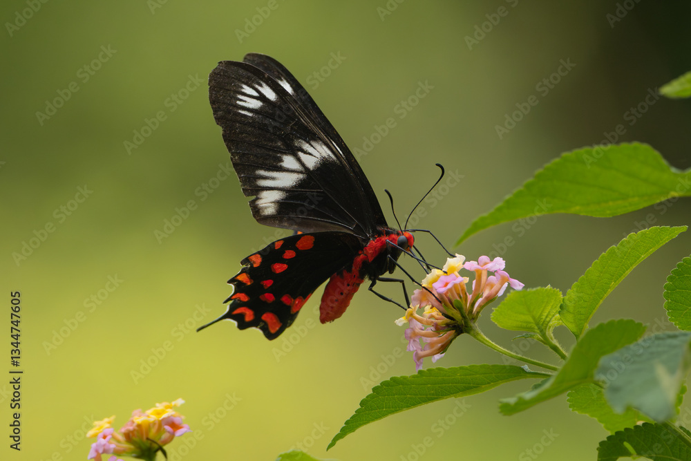 Fototapeta premium Atrophaneura Hector, the crimson rose on flower at green background. Photo from Nilaveli in Sri Lanka.