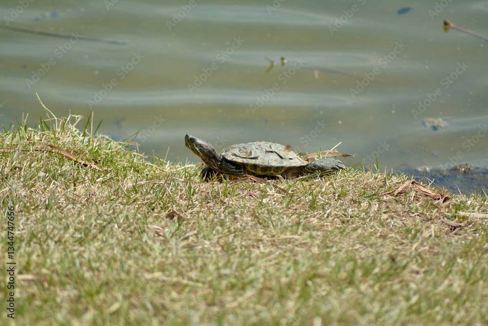 Obraz premium Turtle on the grass next to the water pond.
